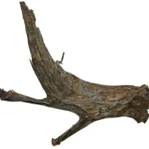 MANGROVEROT Medium, 20-30cm.