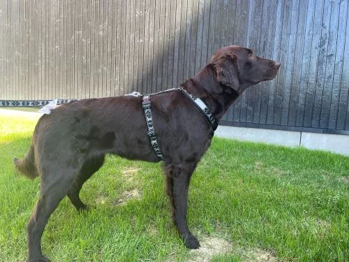 ManMat Smart Hundesele - Image 2