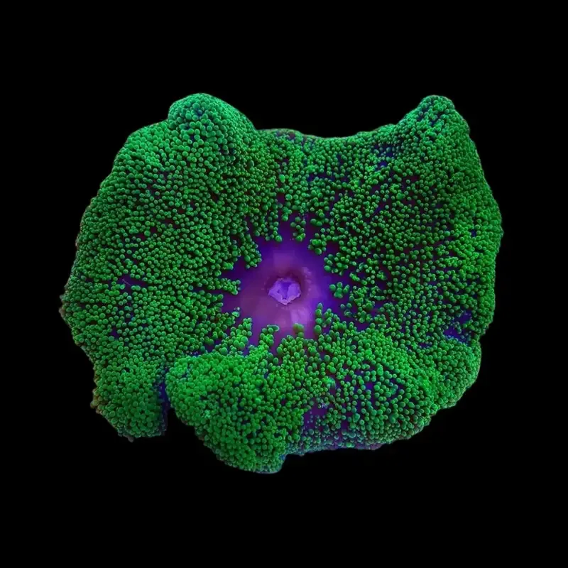 Mini Maxi Anemone Green – Stichodactyla tapetum