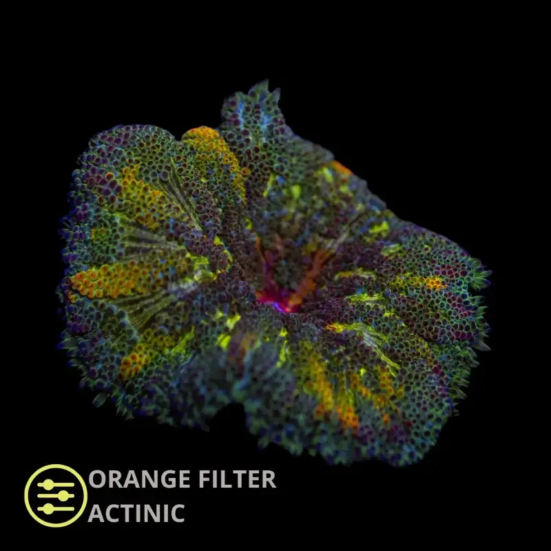 Mini Maxi Anemone Rainbow – Stichodactyla tapetum