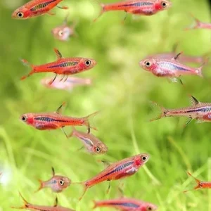 MOSKITO RASBORA Boraras brigittae