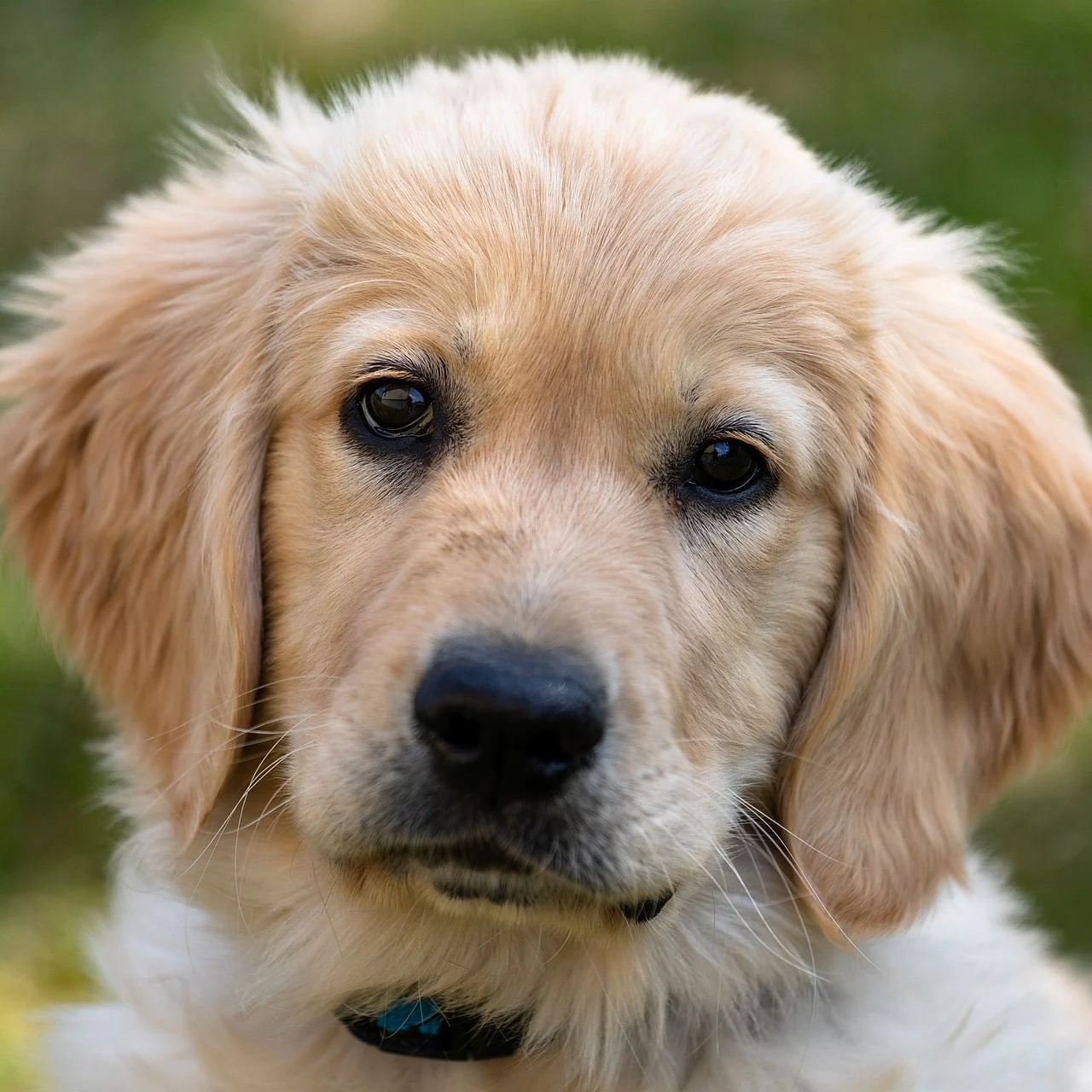 MyFamily Golden Retriever IDtag - Image 2