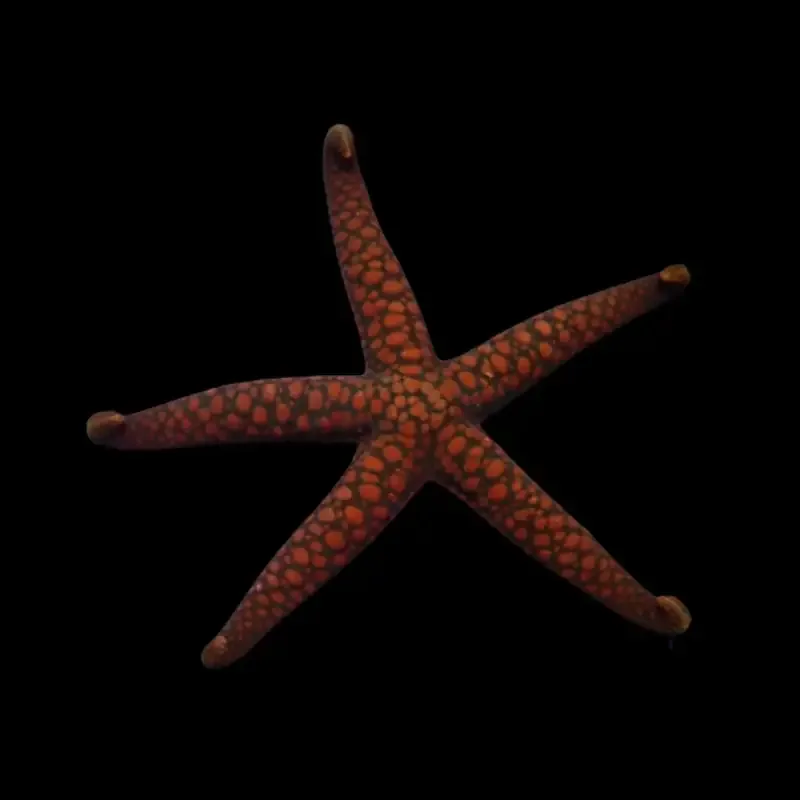 Nardoa spp – Nardoa Sjøstjerne