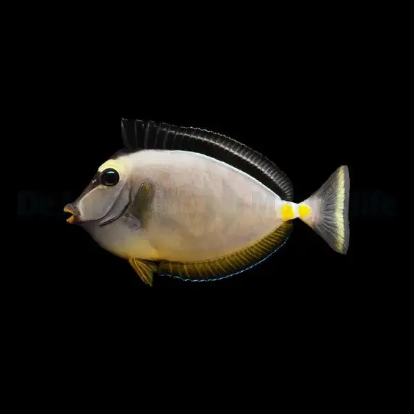 Naso lituratus – Lipstick Tang
