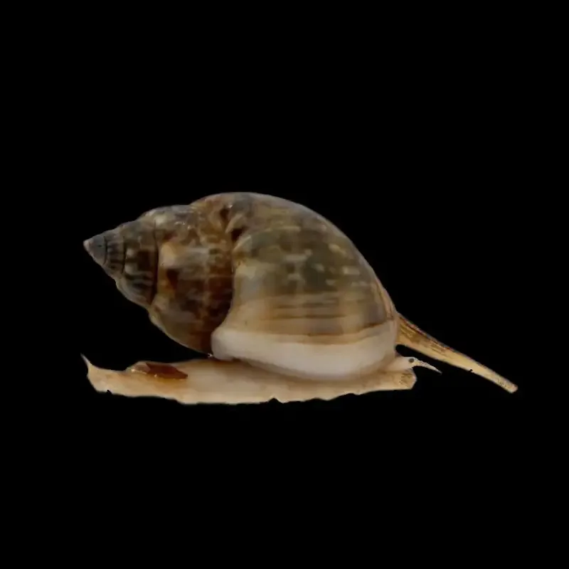 Nassarius vibex – Snegl