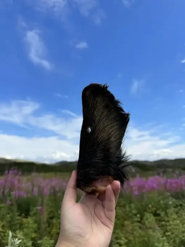 Naturlige storfeører med pels for hund | 10 stk
