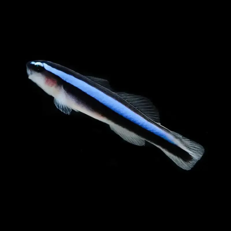 Neon Goby – Elacatinus oceanops