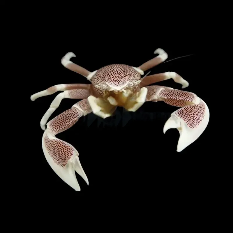 Neopetrolisthes maculatus – Anemone Krabbe