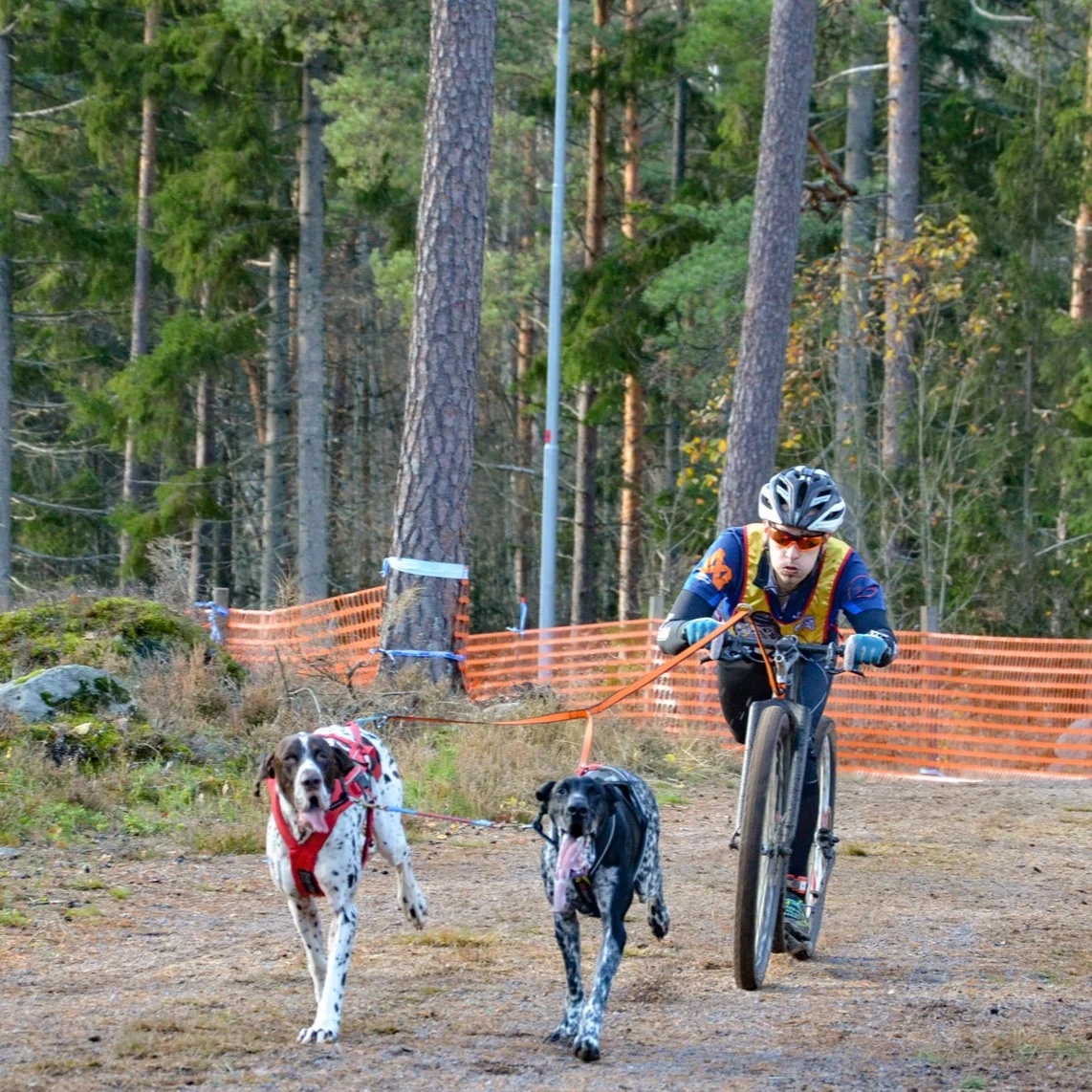 Non-Stop Dogwear Bungee Leash Double – Kjørestrikk med hanefot - Image 2