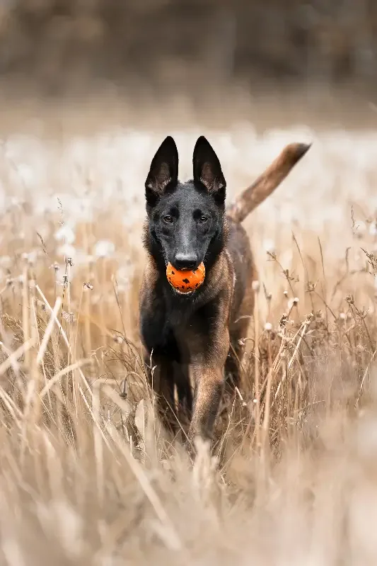 Non-stop dogwear dog ball