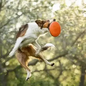 Non-stop dogwear dog flying dosc