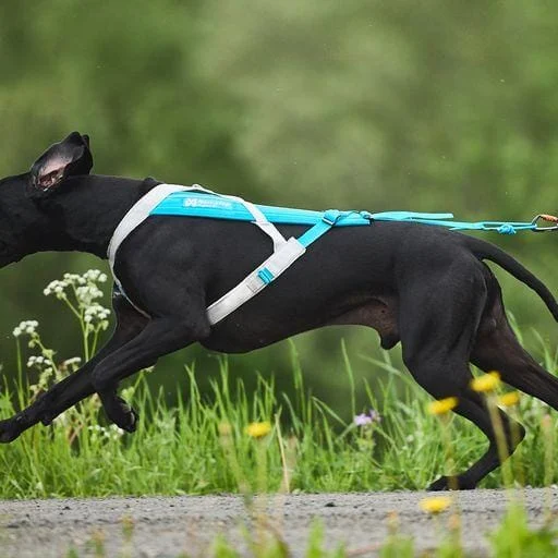 Non-Stop Dogwear Freemotion Harness 5.0 blå/grå str. 9