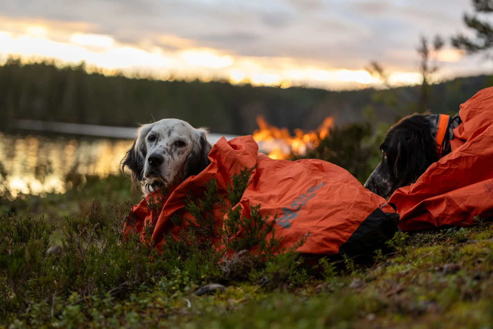 NON-STOP Protector Bivvy bag