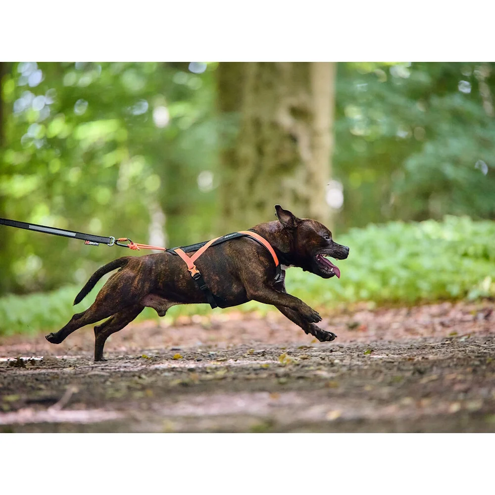 NonStop Rush harness - Image 2