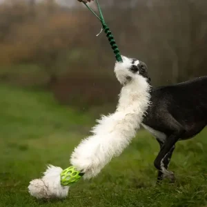 NY! Doggie – Zen Hol-ee kometjager Kun Sau