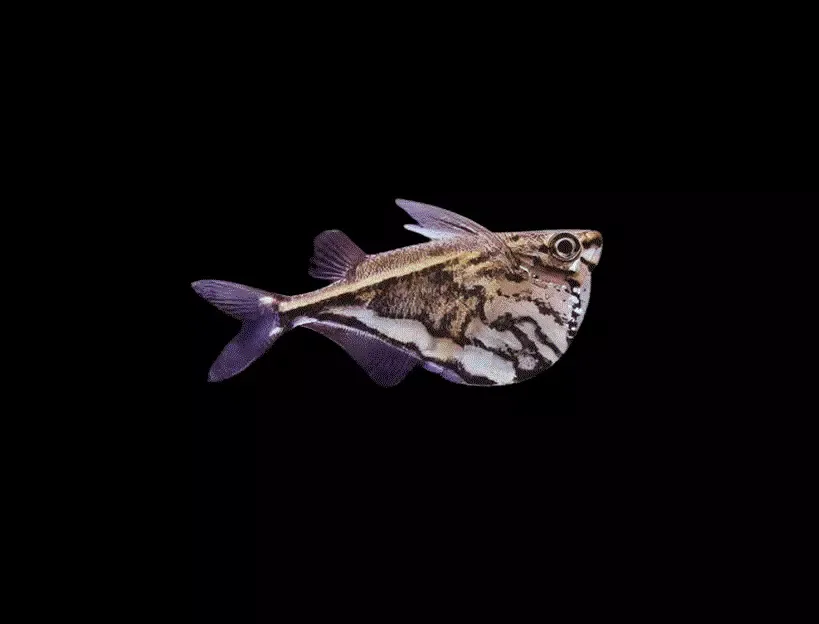 ØKSEFISK Carnegiella Strigata