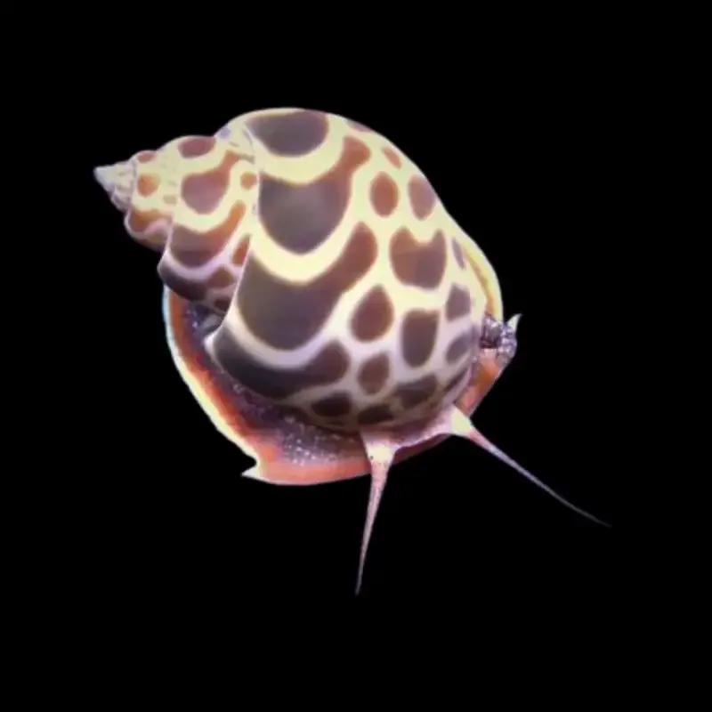 Orange Turbo Snail – Babylonia zeylanica
