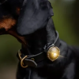 Orbiloc dog dual – sikkerhetslys
