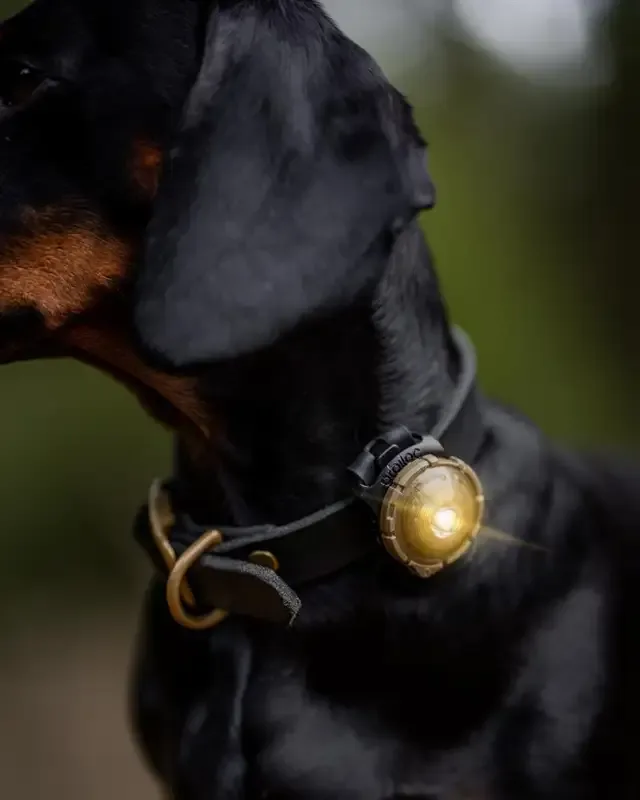Orbiloc dog dual – sikkerhetslys