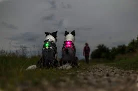 ORBILOC Dog Dual Turkis