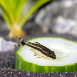 OTTO ‘Dverg’, Otocinclus cf. macrospilus