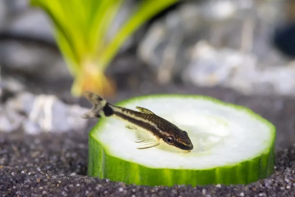 OTTO ‘Dverg’, Otocinclus cf. macrospilus