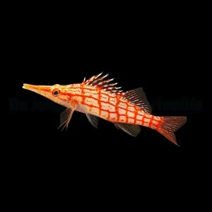 Oxycirrhites typus – Longnose Hawkfish