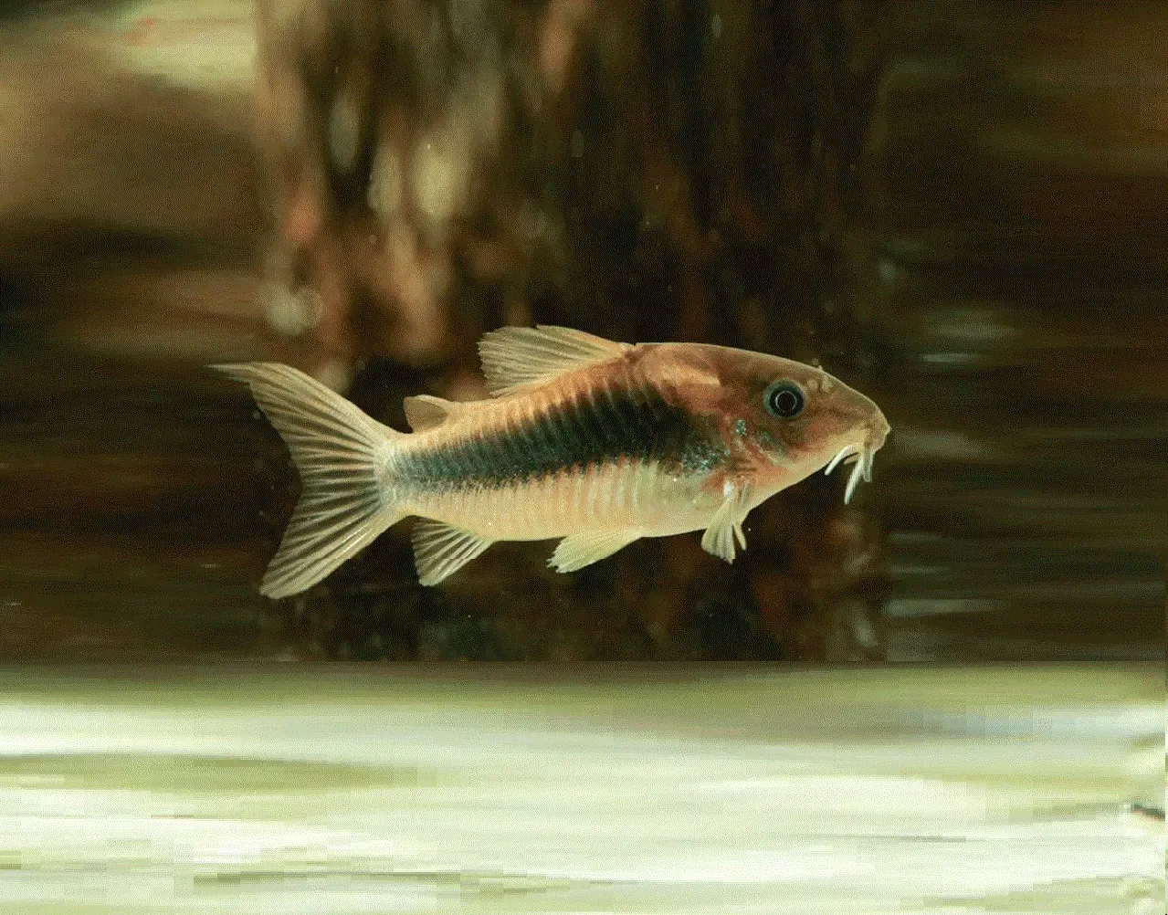 PANSERMALLE ‘Metall’ Osteogaster aenus (Corydoras)