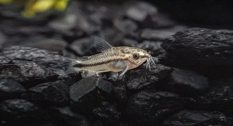 PANSERMALLE ‘Pygmè’ Gastrodermus pygmaeus