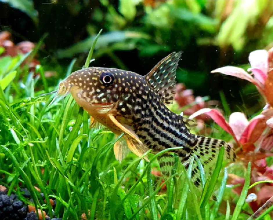 PANSERMALLE ‘Sterbai’, Hoplisoma sterbai XL