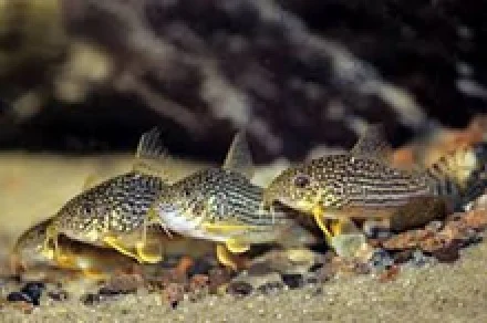 PANSERMALLE ‘Sterbai’, Hoplisoma sterbai XL - Image 2