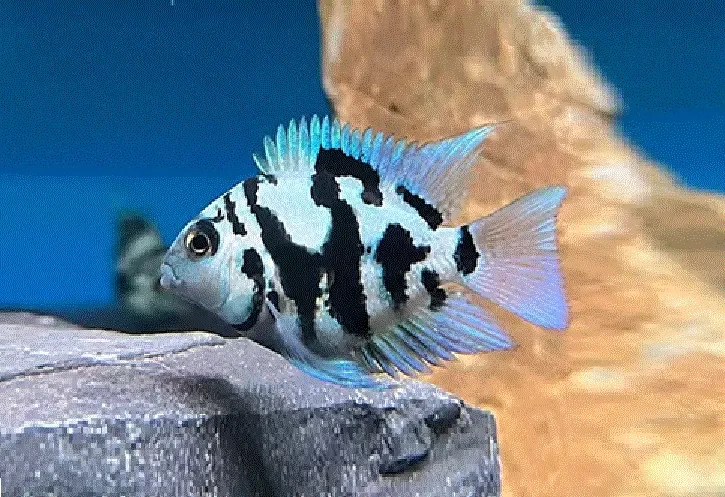 Papegøyefisk BLÅ TIGER