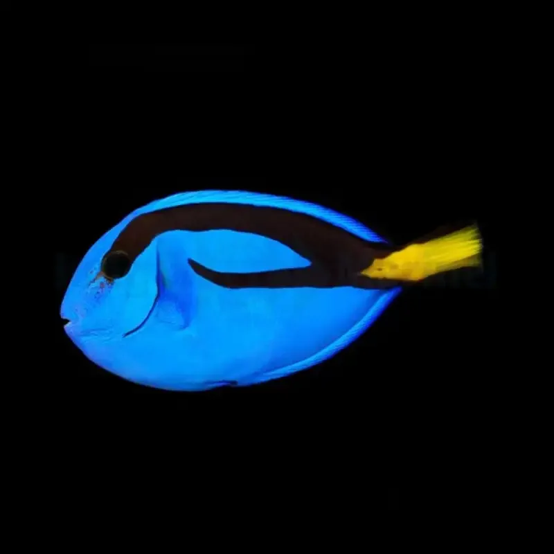Paracanthurus hepatus – Blue Tang