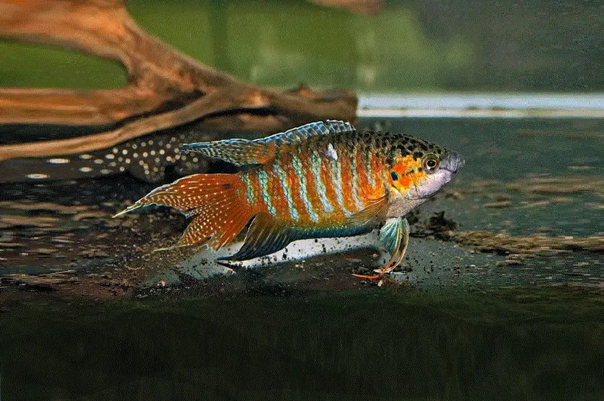 PARADISFISK Macropodus opercularis
