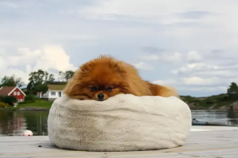 Perro Durmiendo Cloud donut – hundeseng til de aller minste