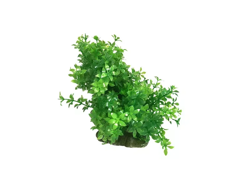 PLASTPLANTE Ozami, Bøyelig 8.5X12Cm