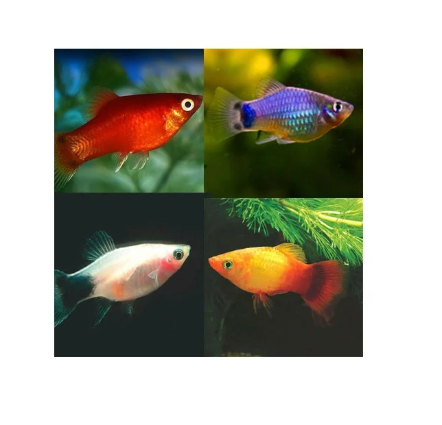 PLATY Xiphophorus maculatus