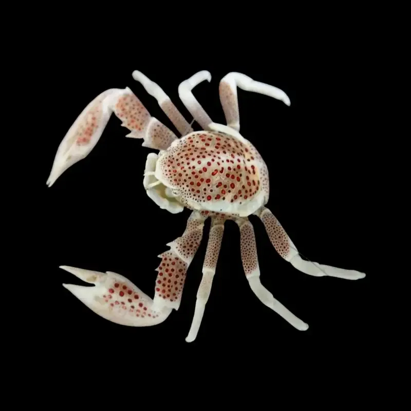 Porcelain Anemone Crab – Neopetrolisthes ohshimai