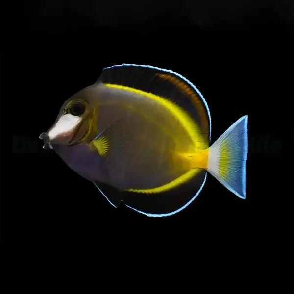 Powder Brown Tang – Acanthurus japonicus