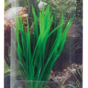 Prydplante Cyperus 16cm
