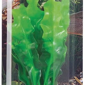 Prydplante Echinodrus 20cm