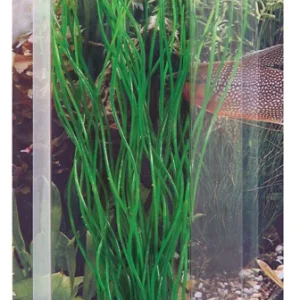 Prydplante Sagittaria 20cm