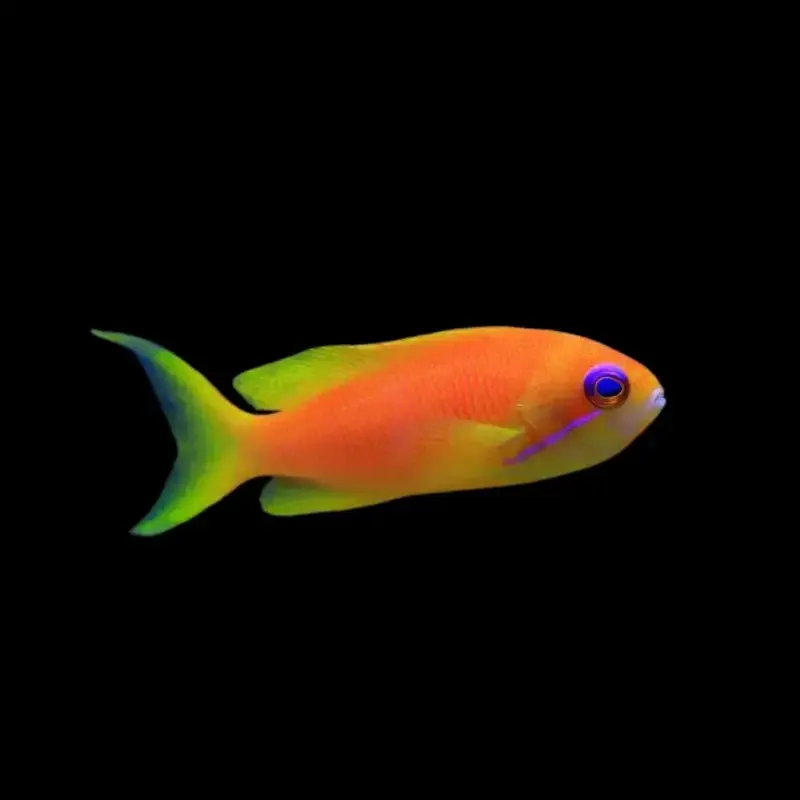 Pseudanthias squamipinnis – Lyretail Anthias