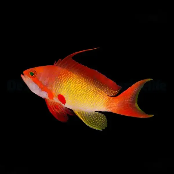 Pseudanthias squamipinnis – Lyretail Anthias (Male)