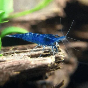 REKE, ‘Blå safir’, Neocaridina davidi