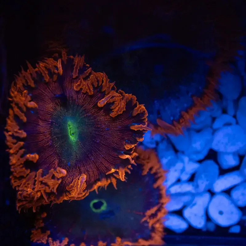Rock Flower Anemone – Epicystis Crucifer