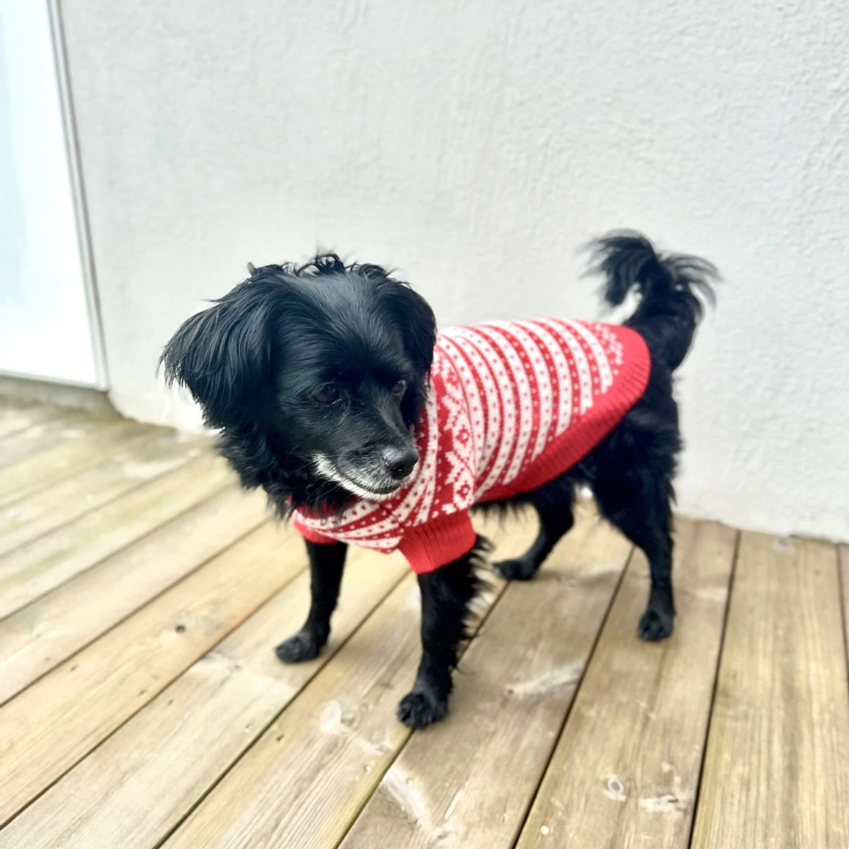 Rød Fanakofte for hund 70% ull, str. XL - Image 2