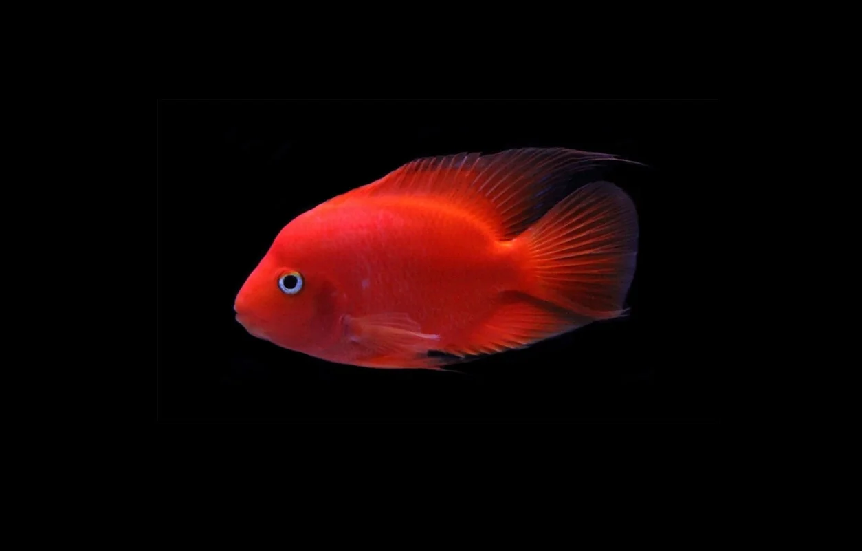 RØD PAPEGØYECIKLIDE Hoplarchus psittacus