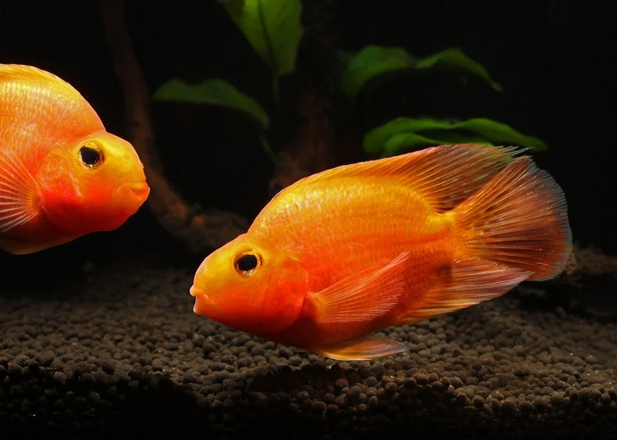 RØD PAPEGØYECIKLIDE Hoplarchus psittacus - Image 2