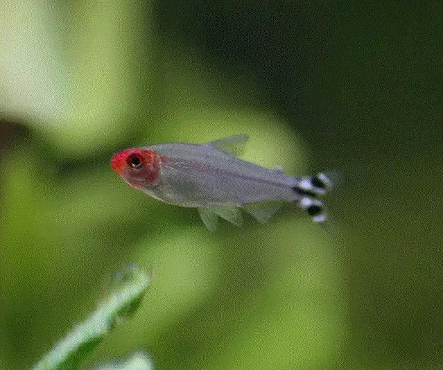RØDMUNNSTETRA, Hemigrammus bleheri